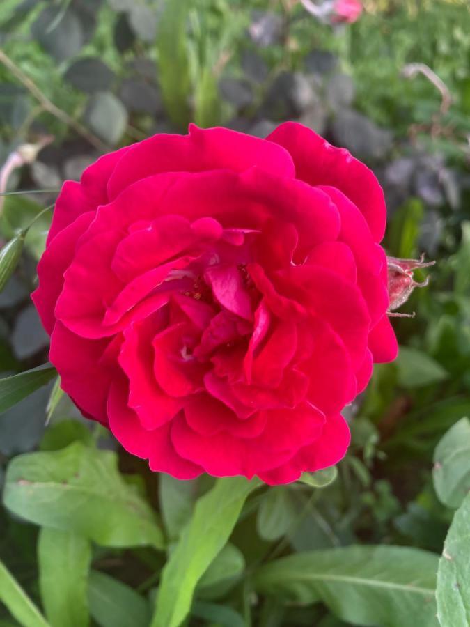 Hotel The Pushkar Flower Экстерьер фото